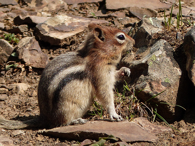 Golden-mantled Ground Squirrel