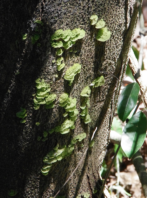 Green bracket ?fungi