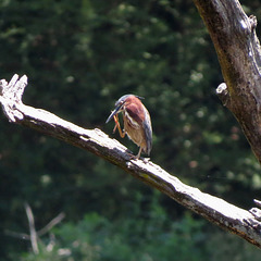 Green heron