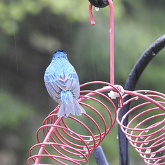 Indigo Bunting