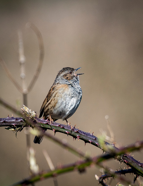 Dunnock singing