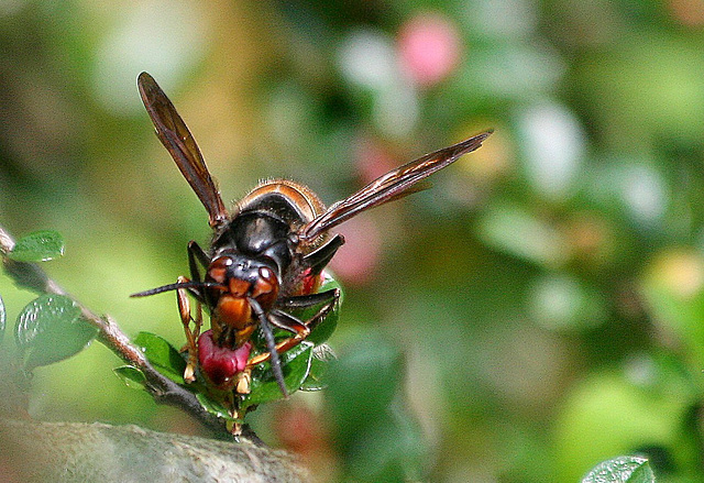 Vespula Velutina (Frelon Asiatique)