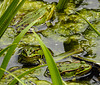 20210609 0681CPw [D~LIP] Teichfrosch, UWZ, Bad Salzuflen