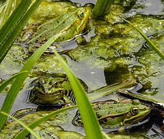 20210609 0681CPw [D~LIP] Teichfrosch, UWZ, Bad Salzuflen