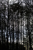 The Trees.....