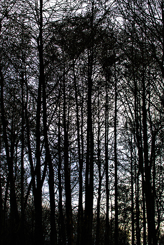 The Trees.....