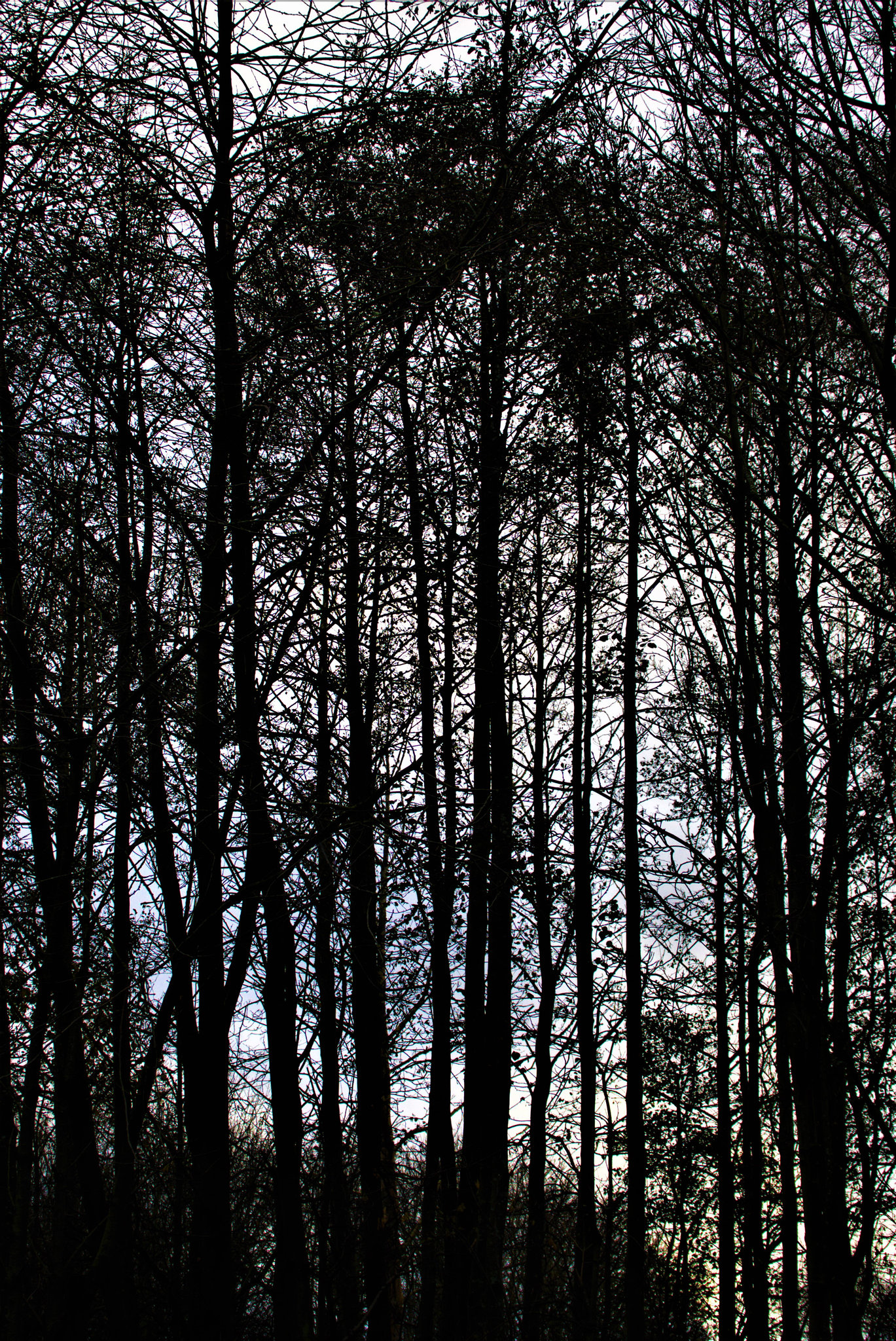 The Trees.....
