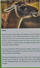 20220422 0722aCPw [D~HF] Lama, Herford