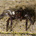 IMG 9979 Spider