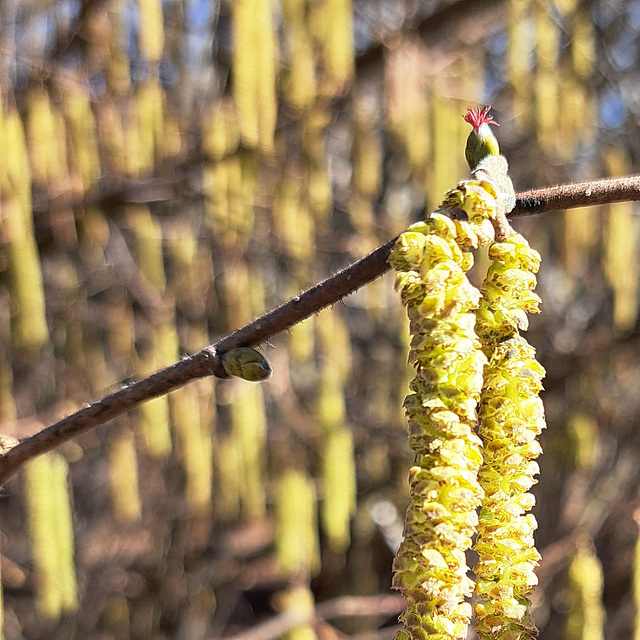 Gemeine Hasel (Corylus avellana)