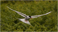 EF7A4602 Arctic Tern