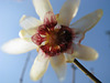 Chimonanthus praecox