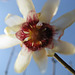 Chimonanthus praecox