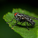 Graue Fleischfliege