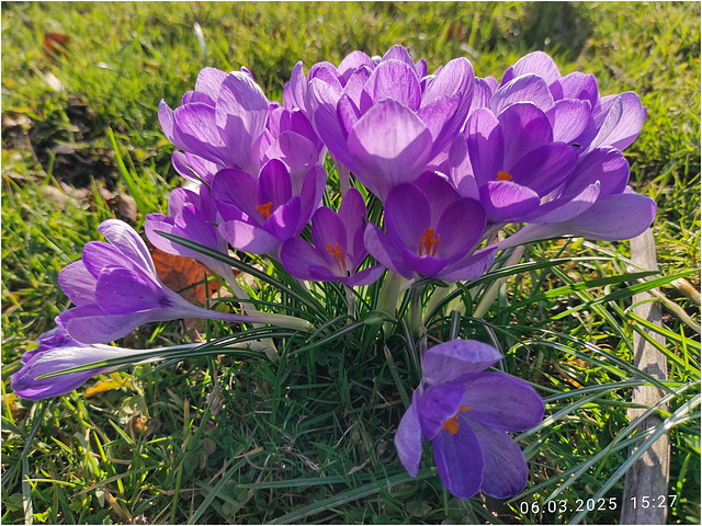 Crocuses 2025 04