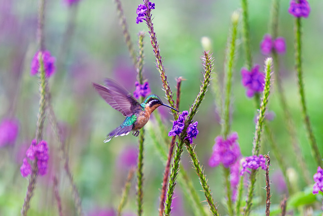 Hummingbird and flowers