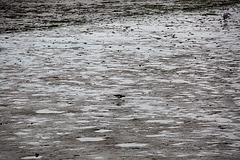 20140907 4810VRAw [NL] Steinwälzer (Arenaria interpres), Watt, Terschelling