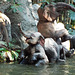 Jungle Cruise in Disneyland, June 2016