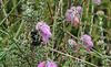 20180617 4052CPw [D~MI] Hummel, Glocken-Heide (Erica tetralix), Großes Torfmoor, Hille