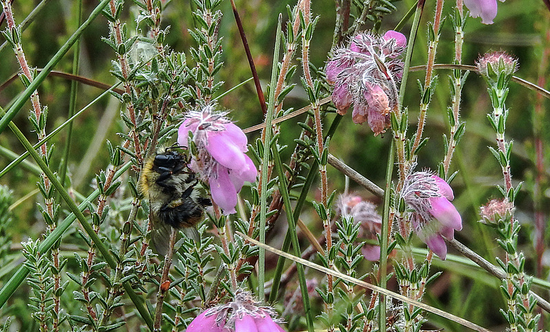 20180617 4052CPw [D~MI] Hummel, Glocken-Heide (Erica tetralix), Großes Torfmoor, Hille