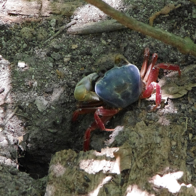 Mouthless Crab