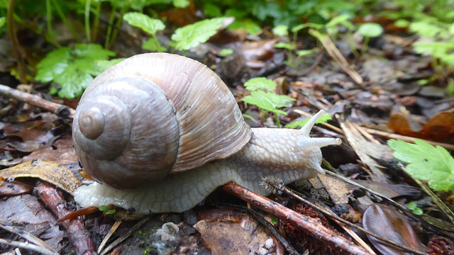 Weinbergschnecke