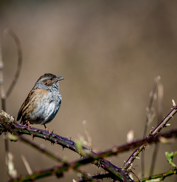 Dunnock.4jpg