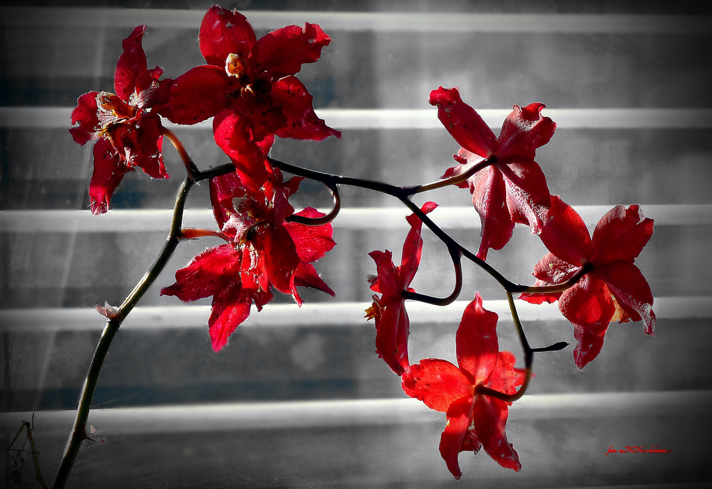 Rote Orchidee