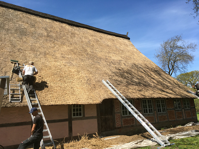 Das Reetdach des Sniers Hus wird erneuert