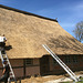 Das Reetdach des Sniers Hus wird erneuert