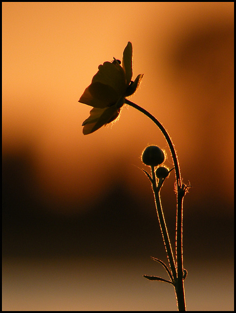 evening buttercup