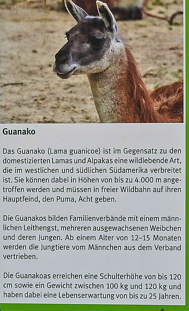 20220422 0722bCPw [D~HF] Guanako, Herford