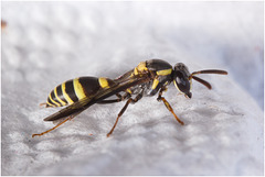 IMG 9703 Wasp