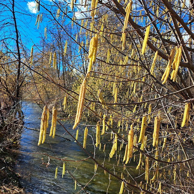 Gemeine Hasel (Corylus avellana)