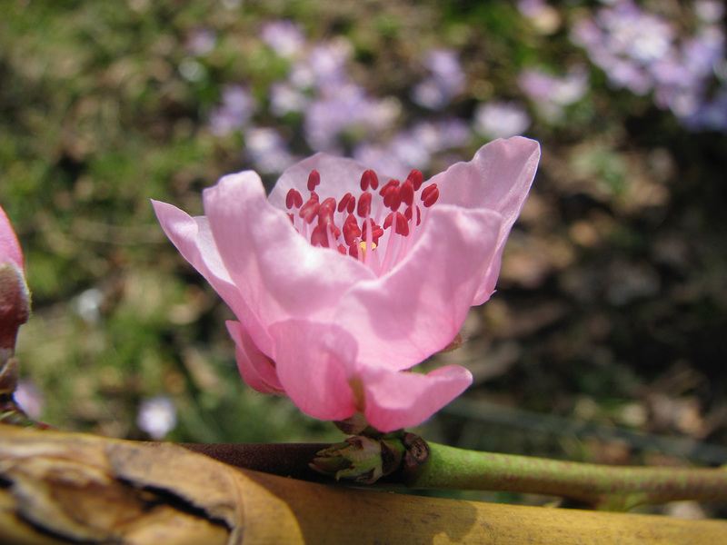 Prunus persica