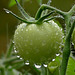 Dans mon jardin