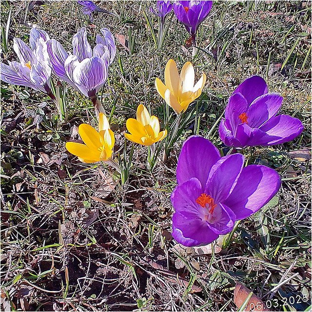Crocuses 2025 05
