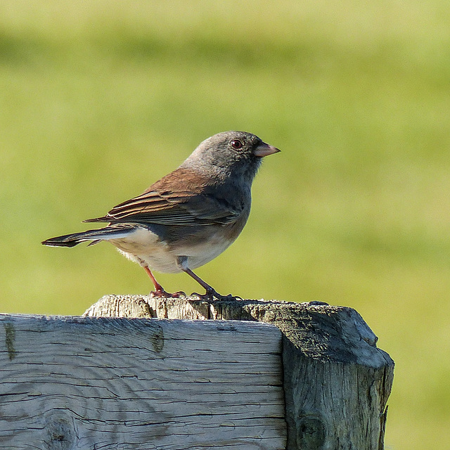 Dark-eyed Junco / Junco hyemalis