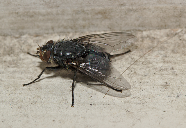 IMG 1124fly