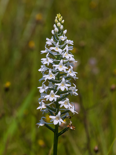 Gymnadeniopsis nivea (Snowy orchid)
