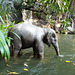 Jungle Cruise in Disneyland, June 2016