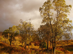 Autumn colours on road to Kinloch Hourn