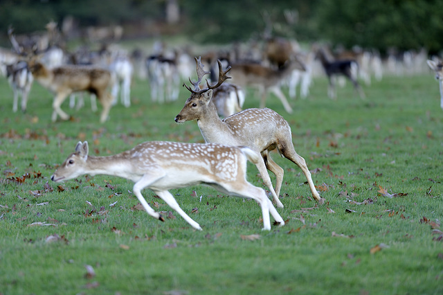 The thrill of the chase