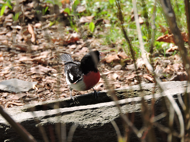 Rose-breasted Grosbeaks