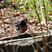 Rose-breasted Grosbeaks