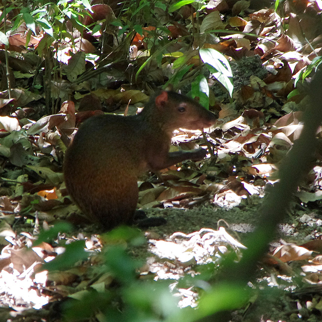 Agouti