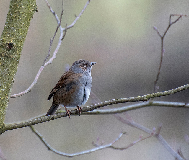 Dunnock