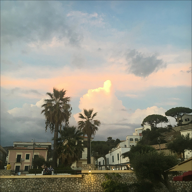 Pink clouds, palms and pinetrees.