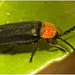 IMG 9667 Beetle