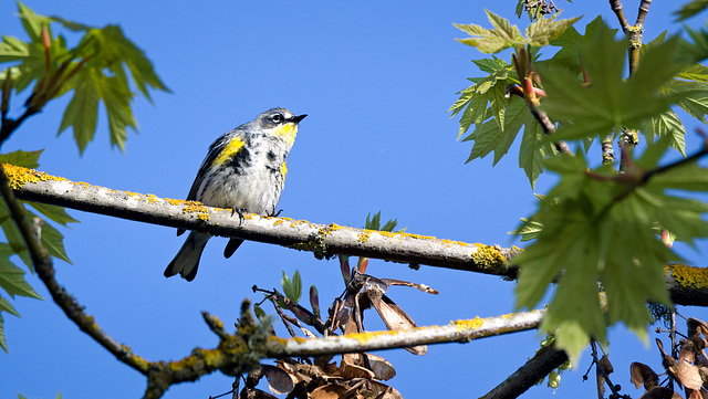 Yellow Rumped Warbler